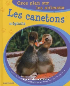 Les canetons mignons