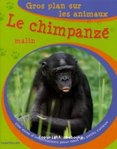 Le chimpanzé malin