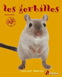 Les gerbilles