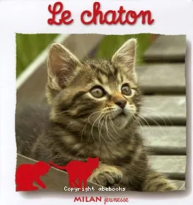 Le chaton