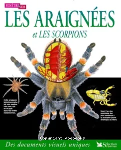 Fenêtre sur les araignées