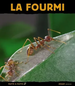 fourmi (La)