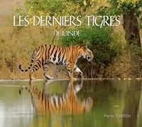 Les derniers tigres de l'Inde