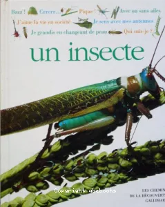 Un insecte