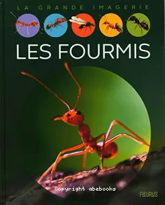 Les fourmis