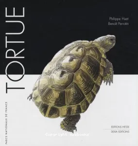 Tortue