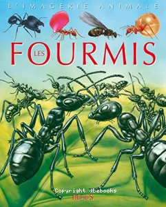 Les fourmis