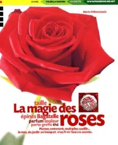 La magie des roses