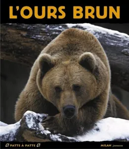 Ours brun (L')